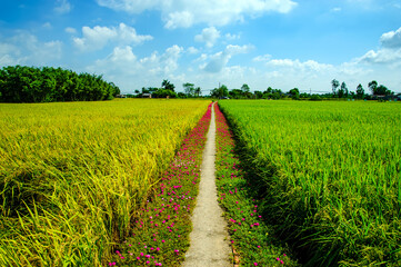 View of rice fields in Long An province, Vietnam