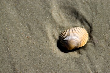 One shell at the ocean beach St. Augustine, Florida