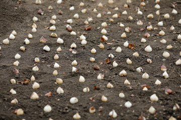 Shallow depth of field (selective focus) image with tulip bulbs on the ground ready to be planted during a cloudy and cold November day.