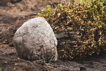 Small tree with roots ready to be planted on a cloudy and cold November day.