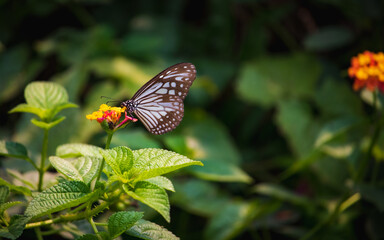 Blue Glassy Tiger Butterfly feeding in a yellow flower