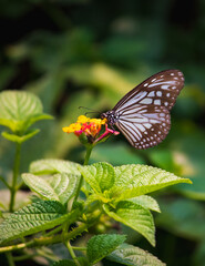 Blue Glassy Tiger Butterfly feeding in a yellow flower
