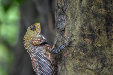Wildlife From Wipattu