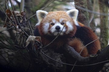 The red panda, Ailurus fulgens, lies up in the branches and watches the photogarf