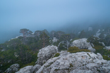 Scots Pine - Pino silvestre (Pinus sylvestris) Caro Mountain Range, The Ports Natural Park, Terres de l'Ebre, Tarragona, Catalunya, Spain