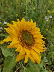 sunflower in a field