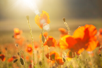 Poppies and other summer wild flowers field in sunlight