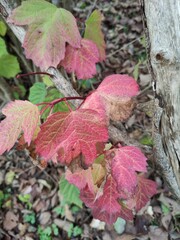 red leaves