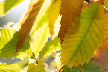 Hojas de castaño en otoño