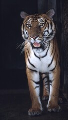The rarest South China  tiger, Panthera tigris amoyensis, in a breeding center in China