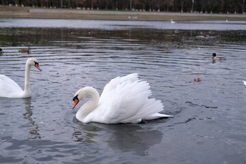 white swans in their natural habitat