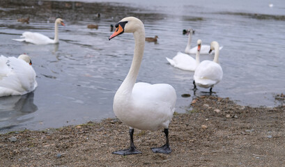 white swans in their natural habitat