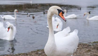 white swans in their natural habitat