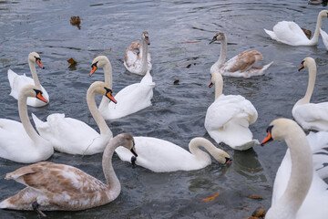 white swans in their natural habitat