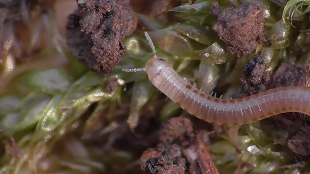 Tausendf&uuml;&szlig;er&nbsp;(Myriapoda)