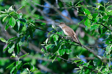 Drosselrohrsänger in der Oberlausitz	