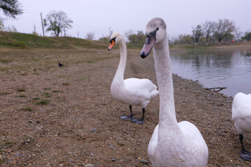 white swans in their natural habitat