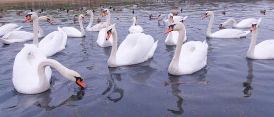 Obraz premium white swans in their natural habitat