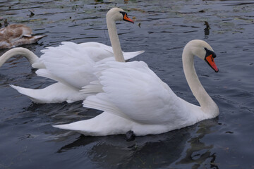 Naklejka premium white swans in their natural habitat
