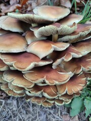 close up of mushrooms