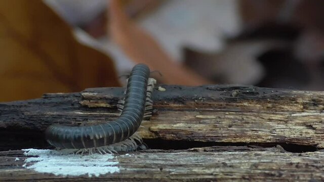 Tausendf&uuml;&szlig;er&nbsp;(Myriapoda)