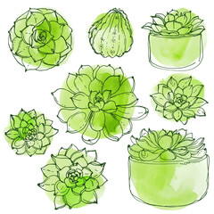 Succulents. Cacti line drawn on a white background. Flowers in the desert. Vektoryny drawing succulents.
