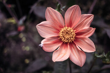 Nahaufnahmeaufnahme einer schönen rosa Blume © Foto Helden By Jens Sonnabend/Wirestock