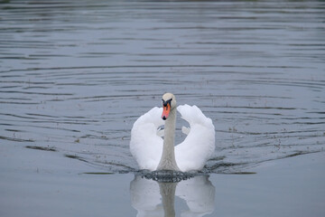 white swans in their natural habitat
