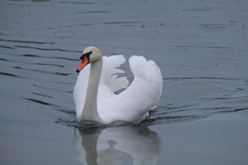 Obraz premium white swans in their natural habitat