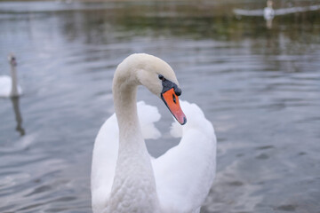 Fototapeta na wymiar white swans in their natural habitat