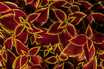 Obraz premium Decorative lawn leaves, red and yellow foliage, abstract nature background