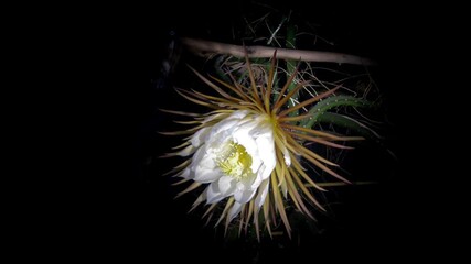 Close up timelapse with strong vignetting of black background of the queen of the night cactus flower opening, Seleicerus grandiflorus