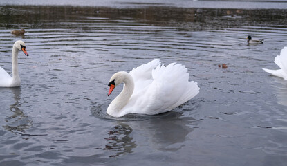 Naklejka premium white swans in their natural habitat