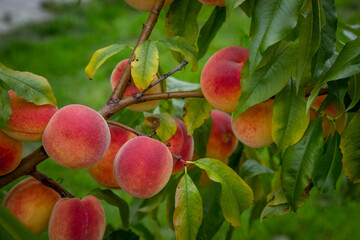 peaches on tree