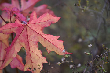 fall leaf