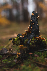 mushrooms on the wood in the autumn forest after rain
