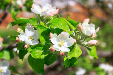 A branch of Apple tree with blossom, blurred background