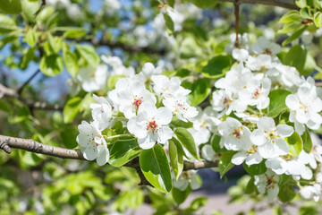 A branch of pear tree with blossom, blurred background