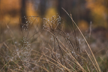 tall grass with dew drops on the background of the autumn forest