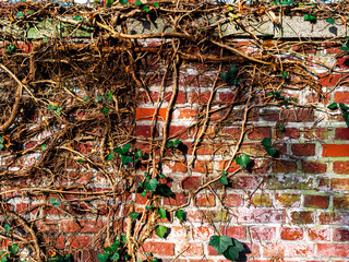 Brick wall, ivy, grape or linana growing on the wall Creeping plant clinging to the wall old red brick wall climbing plant on the brick wall background texture