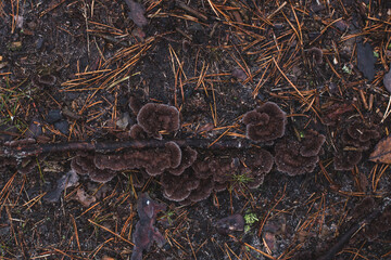 soft mushrooms on the ground