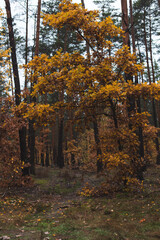 pretty yellow autumn trees in the pine forest