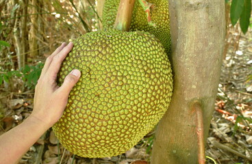 hand holding jac fruit growing hanging from branch on tree in farm