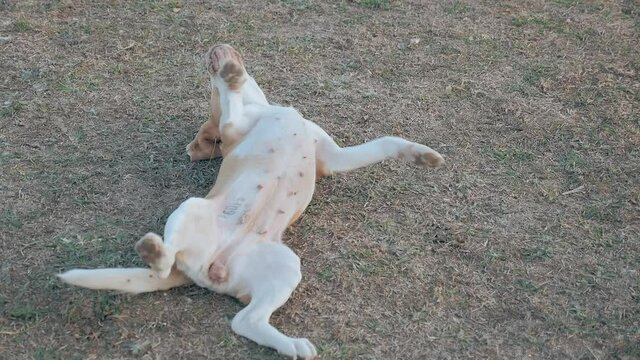 Trained Beagle Dog Follows Owner's Orders. Happy Pet Lying On Its Back Turns Over In Grass. Concept Training And Education Dogs