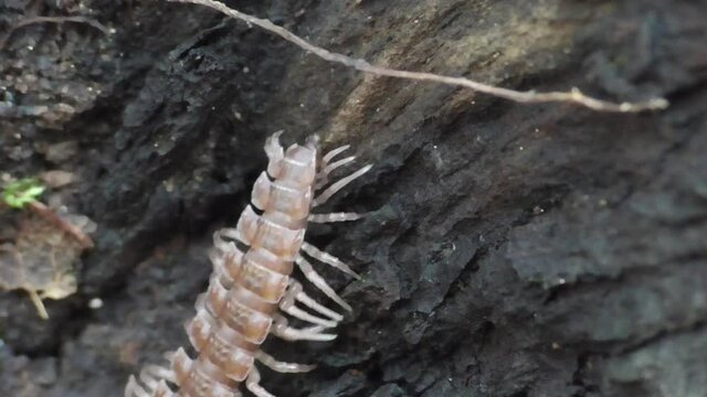 Hundertf&uuml;&szlig;er (Chilopoda)