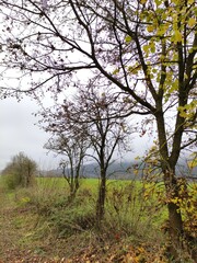 Obraz premium autumn in the forest