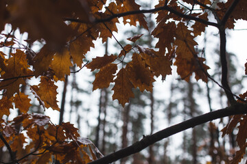 autumn leaves in the forest