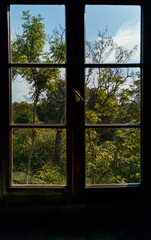 Colorful old window view to trees nature and blue sky