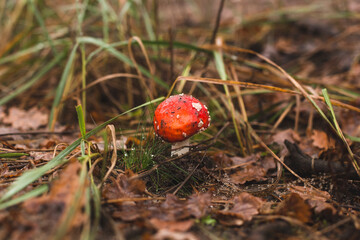 close up view of amanita in the autumn forest after rain