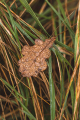 oak leaf with dew drops on the background of the autumn forest